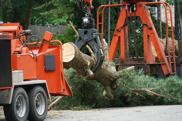 Best Local Tree Services  in Fort Dick, CA